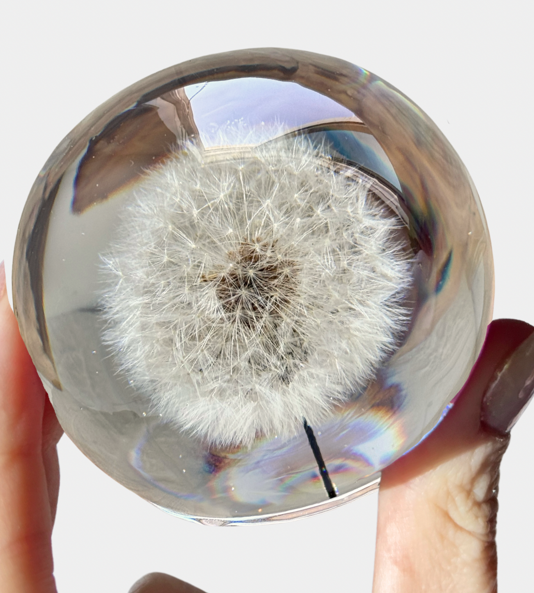 Dandelion Lamp Sphere - Choose your size