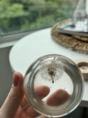 SALE M Dandelion Sphere  - Lateral Positioning