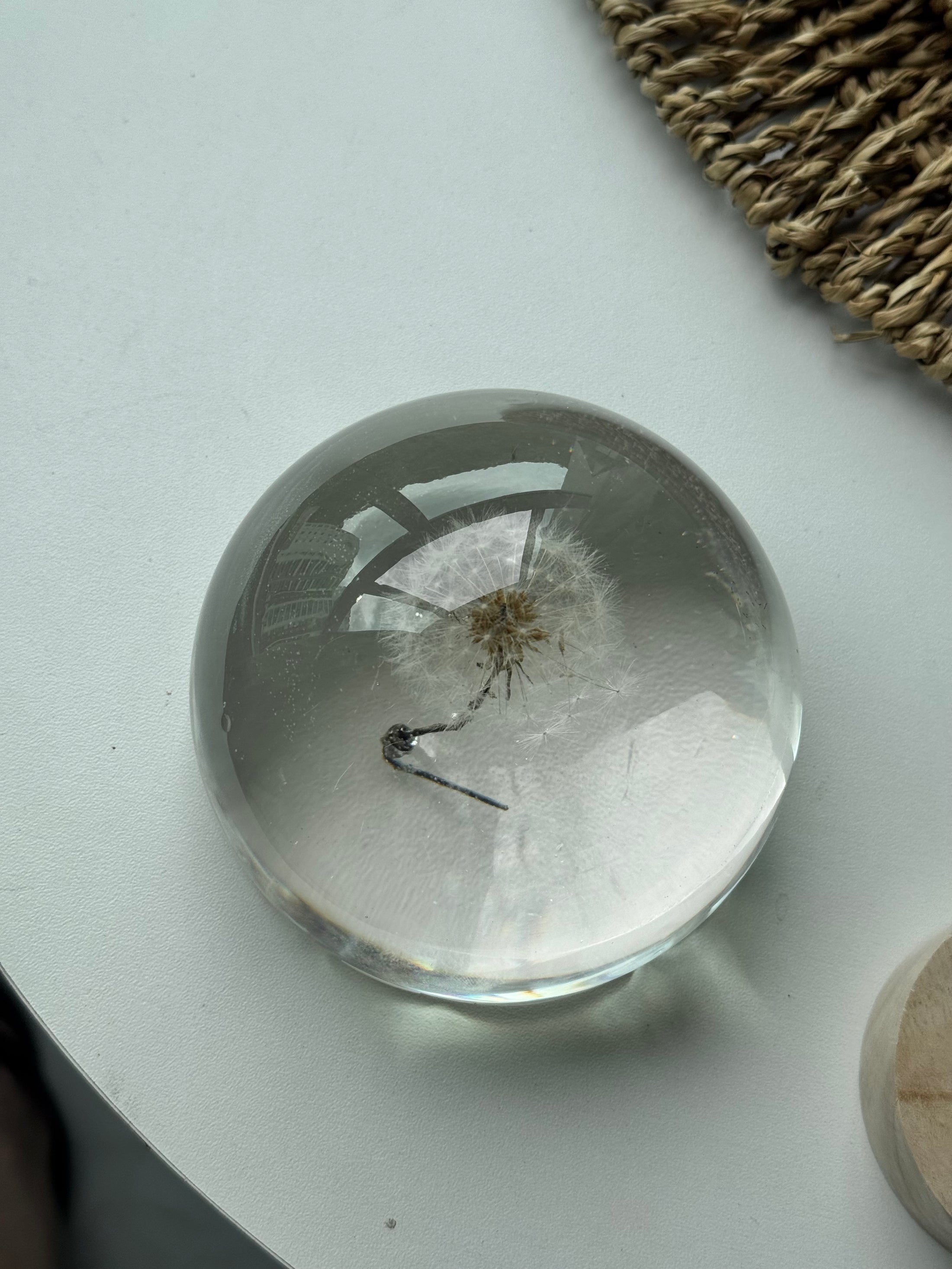 SALE L Dandelion Sphere  - Too Delicate Dandelion
