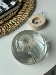 SALE L Dandelion Sphere  - Too Delicate Dandelion