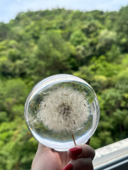 AO VENTO — Dandelion Sphere