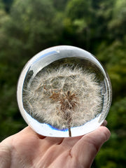 AO VENTO — Dandelion Sphere
