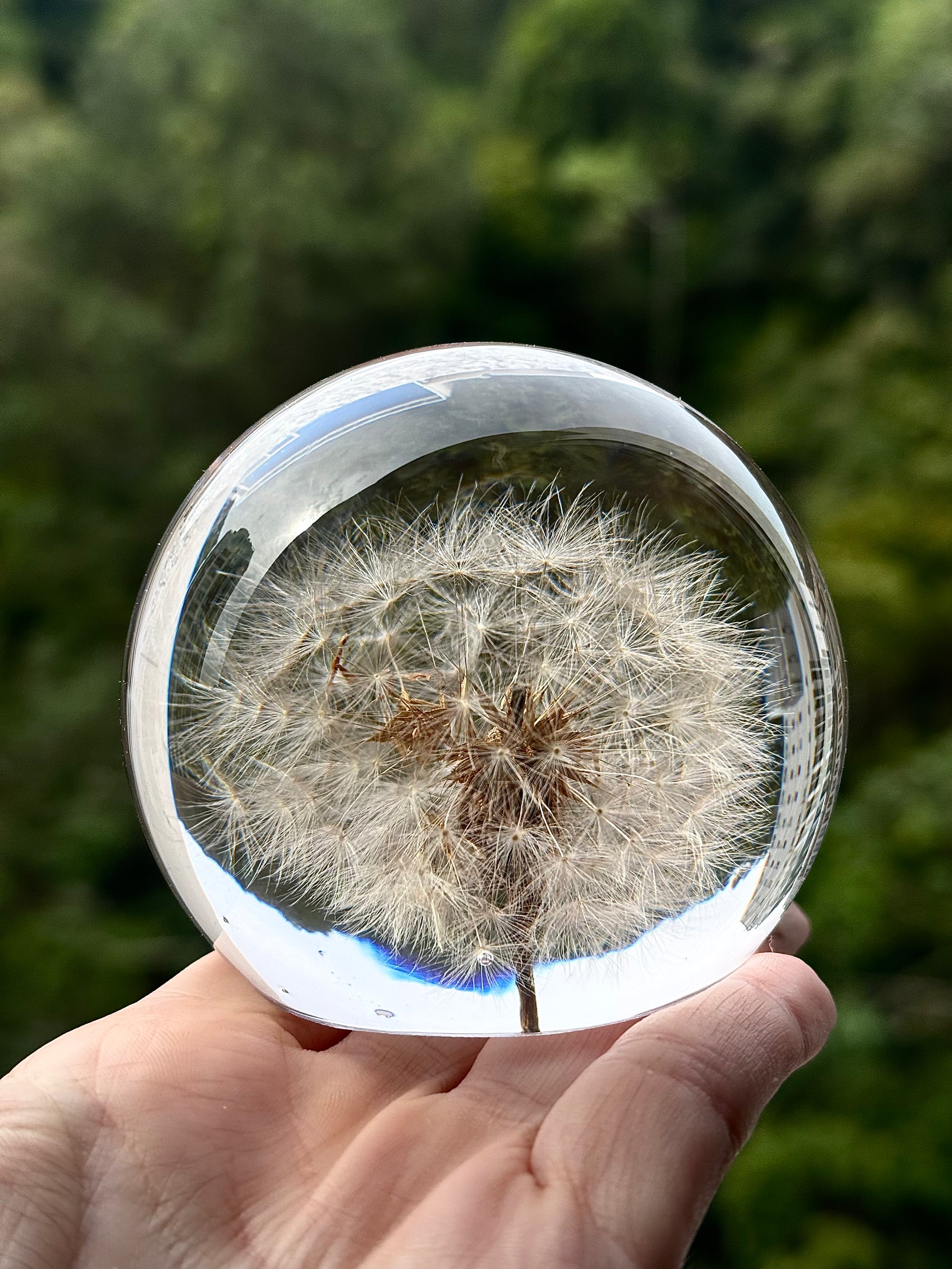 AO VENTO — Dandelion Sphere