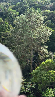 AO VENTO — Dandelion Sphere
