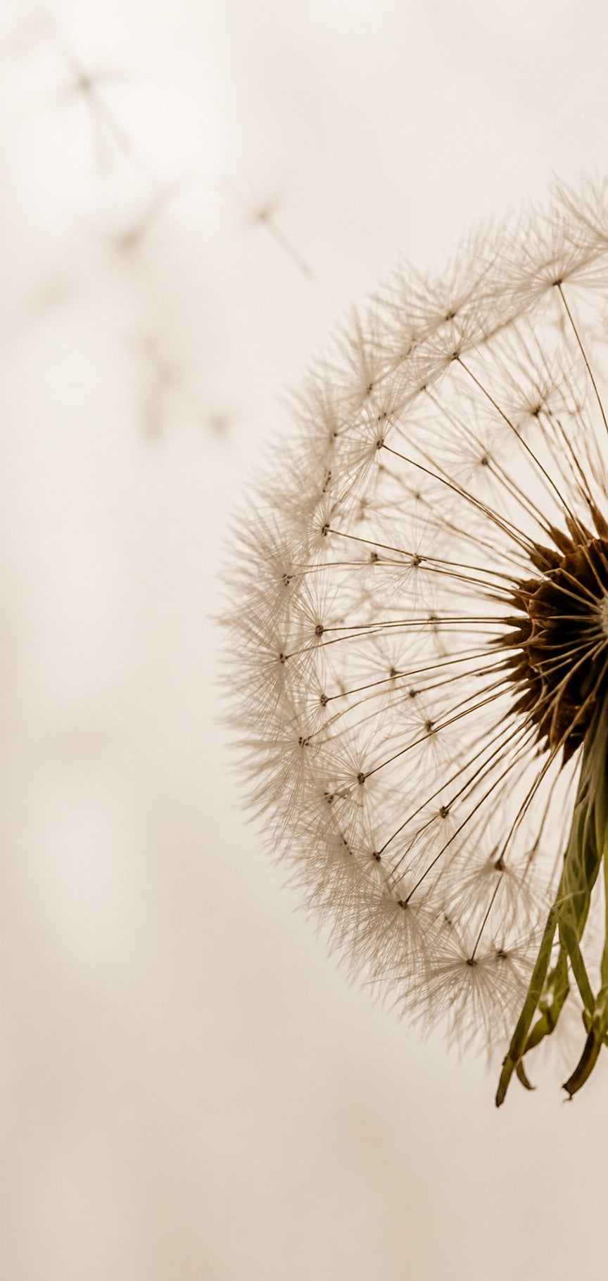 Close view of a real dandelion